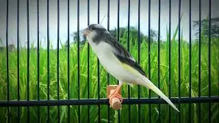 This Belgian Canary Attracted Many Canaries to Sing‼️ Magical Training🐦
