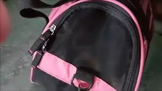 Puppy Pilates deep relaxation - snoring Chihuahua puppy