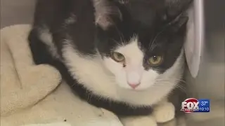 78 cats removed from Fall River hoarding house, looking for new homes