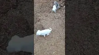 1cutepuppy, puppy, dog, dogshorts #cutedog #viral #video #short #trending #dogs