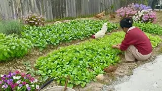 No One Has Ever Shared :How I Get 100% Seed Germination and Make Free Organic Fertilizer for Plants!