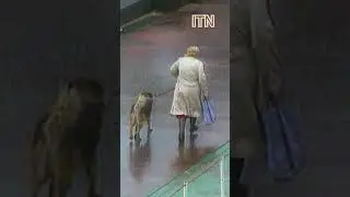 Женщина рискует жизнью, чтобы спасти собаку во время ракетного обстрела &mdash; кадры югославских войн ...