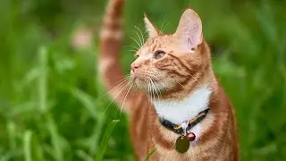 Cat Fails - Funny Cat Videos 2020