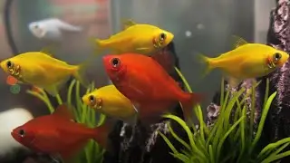 I get colorful fish, goldfish, platy fish, glass fish, best play ground, warm home.
