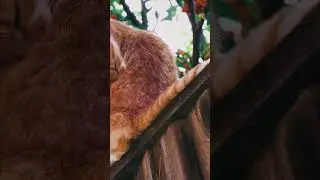 Cat Sitting on wall and playing 4K #viral #4k #4kstatus #shortfeed #nature #cat