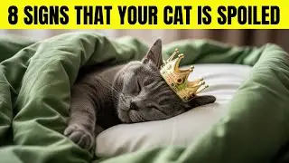 Did You Know These SIGNS Show Your Cat Is Spoiled?
