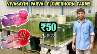 குறைந்த விலையில் கொண்டை மீன்கள்!! | Flowerhorn fish farm in coimbatore | low price flowerhorn fish |