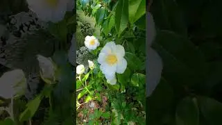 secluded corner in half shade/half sun #wildgarden