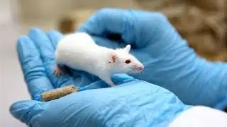 descriptive toxicology 1 (preclinical phases) and (clinical phases)