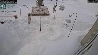 2026-01-09 - Night - Friends of Alta - Alta, UT - Live Stream Bird Feeder Cam (FiRN)