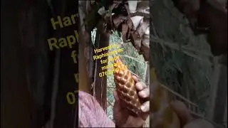 using Raphia seed to massage