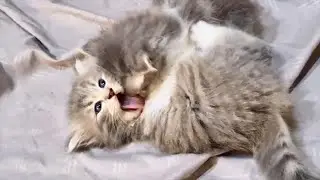 Tiny Kitten was surprised when other Kitten wants to fight her, so cute!