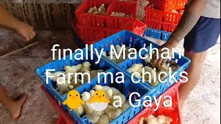 finally Machan Farm ma chicks 🐥🐣a Gaya🐤