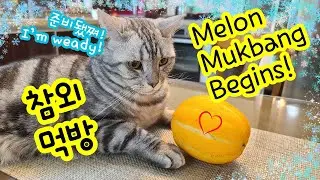 Cat Eating Korean Melon
