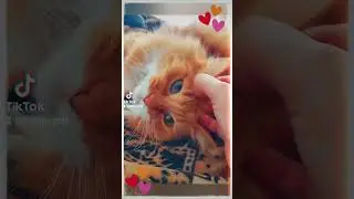 She Can Take A Grey Sky & Paint It Blue #cute #cat #orangecat #funnyanimal