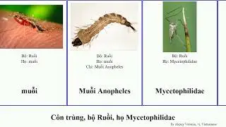 C&ocirc;n tr&ugrave;ng, bộ Ruồi, họ Mycetophilidae chi insect mira destructor subtilis stimulator sylvatica nh&agrave;
