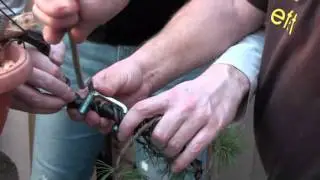 Tvarování borovice Bonsai centrum Libčany