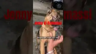 Cutest Playtime Ever ! Dog vs Owner Fun #shorts #trending #video #visiblereaction