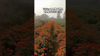 Tobias hybrid orange and yellow best variety marigold for whole yr,Best production with fungus free