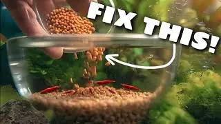 7 most common reasons why shrimps die.