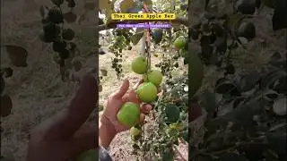 Thai Green Apple Ber Plant available 7318804349