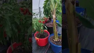@orlando gardener mangoes blooming in zone 8a North Carolina 