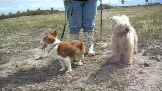 Animalinneed: 2 Friends Woody and Wisker- let them stay together!