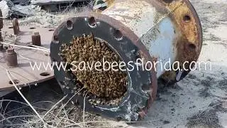 Honeybee Removal From Pipe - Mulberry, FL 5-19-17