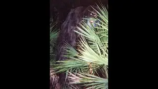 Is Bigfoot real? WOLVOMAN80 Ape canyon Bigfoot attack, Sasquatch footage.