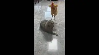 Где ты шлялся #humor #music #mem #tiktok #story #shorts 
