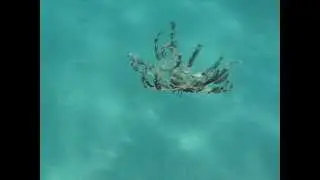 Лилия морская, Crinoidea, Crinoids