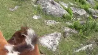 Grayson Highlands State Park - collie meeting baby horse!
