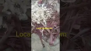 Local mushroom