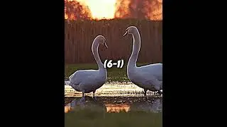 Duck vs Swan | #shorts