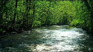 RELAXING BIRDSONG BY THE CREEK, SONGBIRD IN THE BACKGROUND, WHITE NOISE FOR FOCUS