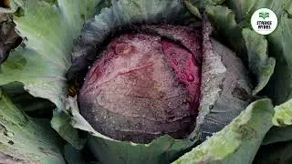 SA Field Day 2023   Brassica