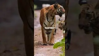 🐆 Top 10 Fastest Animals on Earth! 🌍💨