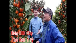 VƯỜN CAM ĐƯỜNG CANH CHUYỂN ĐỔI TỪ CÂY BƯỞI DIỄN - 150 CÂY THU HƠN 1TỶ ĐỒNG.