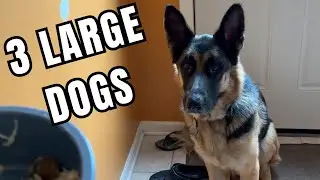 Homemade Dog Food - Cooking for large dogs