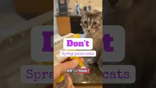 Don&rsquo;t spray your cats with a water bottle! #cat #catsofyoutube  #waterbottle #spray #dont #lol #no