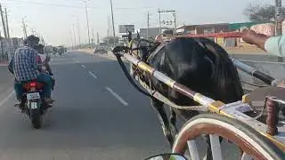 churu horse race 🐴 20/04/2024 sikar me 10 km. Laxmangarh to sikar sahrukh bahi Laxmangarh winner 🏆🏆