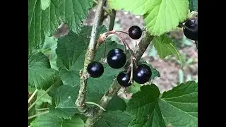 cassissier ou groseillier noir 'Ribes nigrum' La baie sant&eacute;