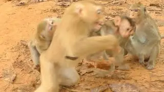 ROSE MONKEY SLAPPING AND FIGHT BABY MONKEY REX | ANITA BEAT ROSE MONKEY SCREAMING | WUHAN MONKEY