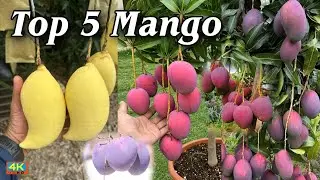 Five (5) Exotic best mango variety 