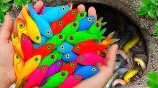 Giant Colorful Eggs Hiding Beautiful Angelfish! 🐠💖