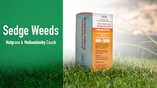 Борьба с осокой | Nutgrass & Mullumbimby Couch
