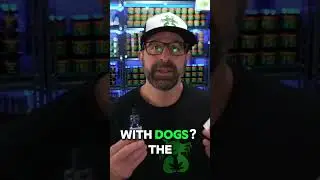 CBD Oil Benefits for Pets: What You Need to Know