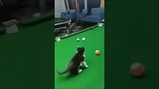 Cat Billiards Assistant