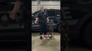 K9 GAMBO NEEDS A VEST. Will you help protect him? 🐺