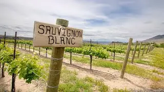 Episodio 4 - Vino Para Principiantes - Sauvignon Blanc
